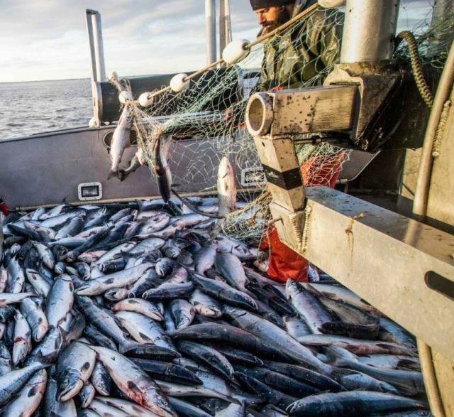 Bristol Bay fishery sets all-time record as historic salmon run ...